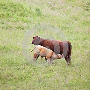 Brown cow and calf