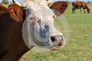 A brown cow, cattle, a bull grazes on a farm among the green grass in the summer. Big red calf, heifer in the spring pasture.