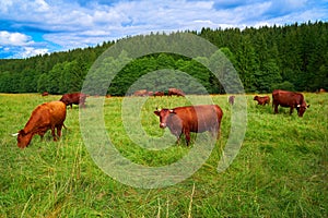 Cow cattle in Harz forest of Germany