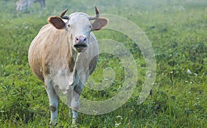 Brown cow chewing grass on the green meadow