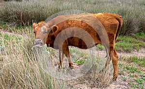 A brown cow chews grass . On a cloudy summer day