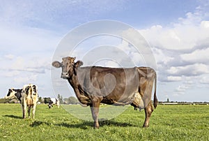 Brown cow choclate dairy standing proudly in a pasture, large full udder, blue sky, standing on green grass in a field