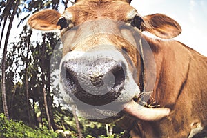 Brown cow close up