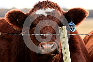 Brown Cow Close Up