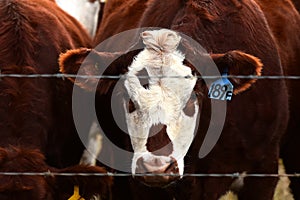 Brown Cow Close Up