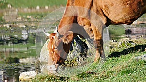 Brown Cow Close Up