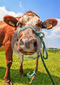 Brown cow close up