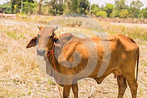 a brown cow close up with a blurred background