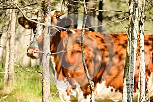 Brown cow close up. Domestic brown cow at sunny day.