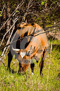 Brown cow close up. Domestic brown cow at sunny day.