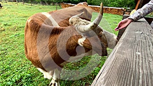 brown cow close up at farm land