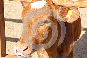 Brown cow is close up. Funny curious cow. Farm animals. Cow standing in the farm. The cow licks tongue. Pets concept. Background