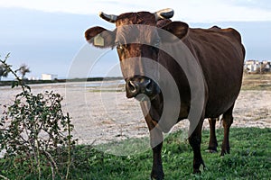 Brown cow close-up portrait. A cute brown cow is grazing in a clearing