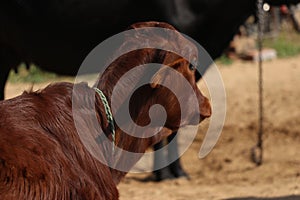Brown cow close up with rope.