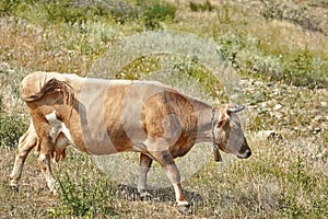 Brown Cow with a Cowbell