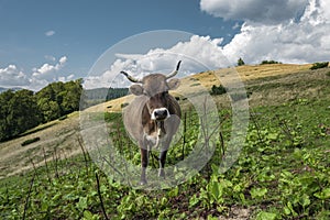 Brown cow with the cowbell on the alpine pasture