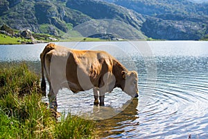 Brown cow drinking water in Ercina Lake, Covadonga Lakes, Asturias, Spain