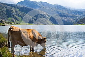 Brown cow drinking water in Ercina Lake, Covadonga Lakes, Asturias, Spain