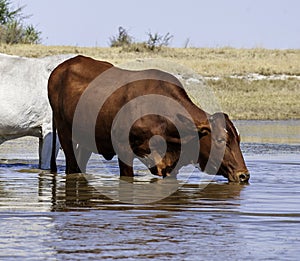 A brown cow drinking water, in a river, in a lake, in Africa