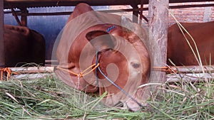 brown cow eat grass at the qurban animal trade