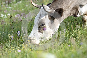 Brown cow eating grass at the foot of the mountain on a green meadow