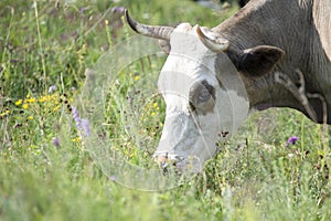 Brown cow eating grass at the foot of the mountain on a green meadow