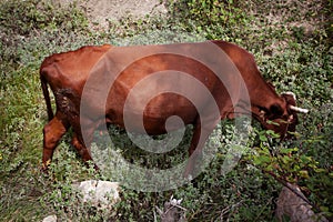 Brown cow eating green grass