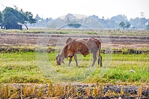 Brown Cow eating green grass in the middle of the rice fields in rural Thailand