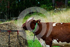 Brown cow eating hay from a steel fodder cage