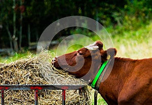 Brown cow eating hay from a steel fodder cage