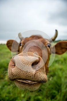 A brown cow eats grass in a meadow in spring.