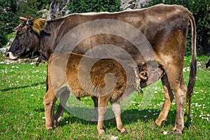 Brown cow feeds a its baby calf with milk in nature. The calf drinks milk.Marmaris, Kumlubuk, Turkey. Sunlights