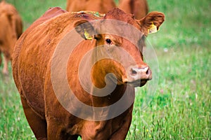 Brown cow