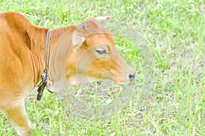 Brown cow on the field