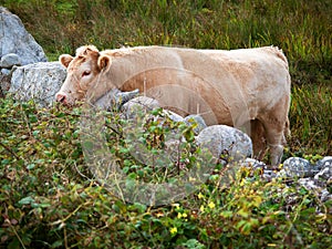 Brown cow in a field trying to reach fresh green bush leafs