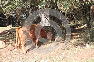 Brown Cow in The Forest Woods