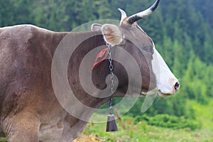 Brown cow in front of mountain landscape