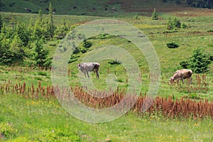 Brown cow in front of mountain landscape