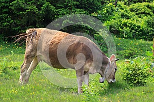 Brown cow in front of mountain landscape