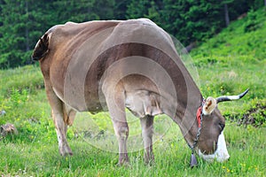 Brown cow in front of mountain landscape