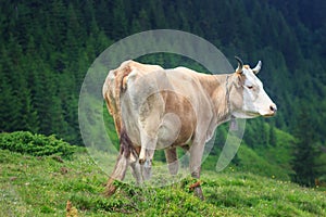 Brown cow in front of mountain landscape