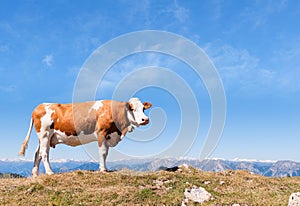 Brown cow in front of mountain landscape