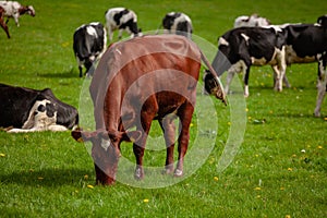 Brown cow in a grassy field, grazing peacefully alongside a herd of white and black cows