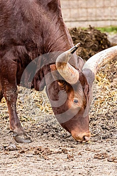 Brown cow graze with big white watussi horns closeup