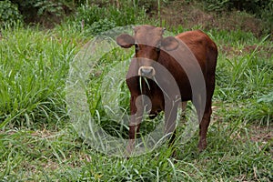A brown cow grazes in a green field