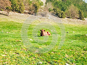 A brown cow grazes in a green meadow