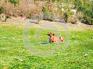 A brown cow grazes in a green meadow