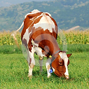 Brown cow grazing