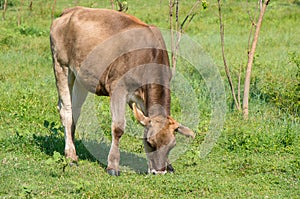 Brown cow grazing