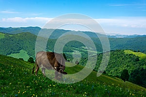 A brown cow grazing in an alpine pasture among wildflowers against the background of of pristine forest and mountains